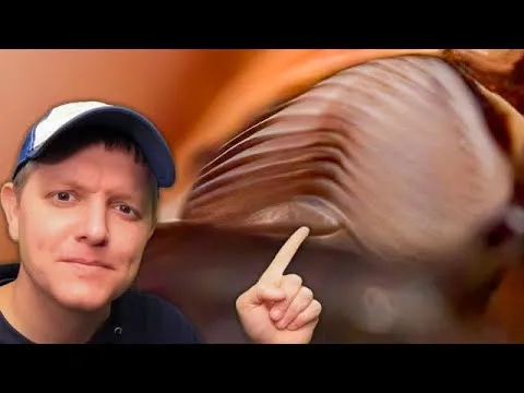 How Cicadas Make Their Loud Buzzing Sounds