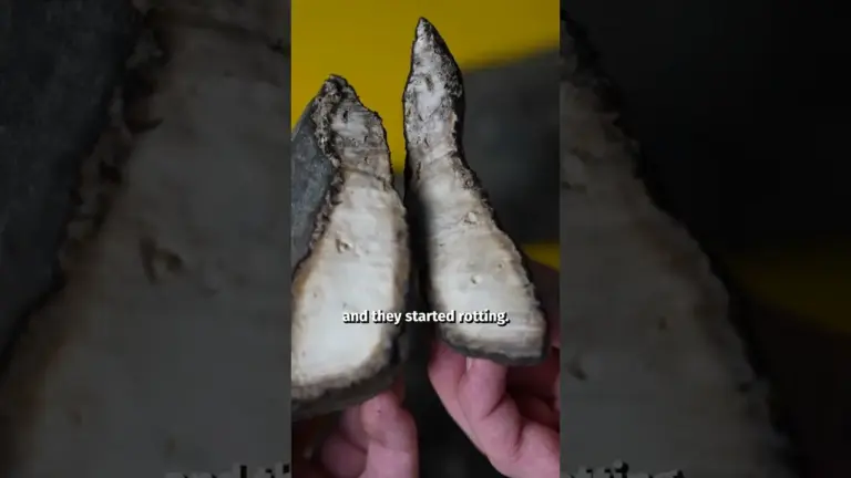 Make Rubber Stable: A Simple Guide to Vulcanization