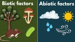 Understand How Living and Non-Living Things Shape Life