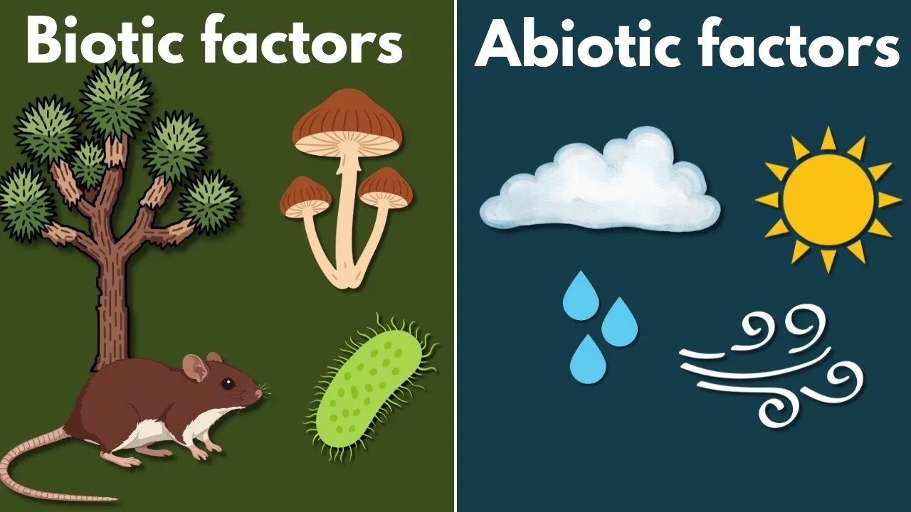 Understand How Living and Non-Living Things Shape Life