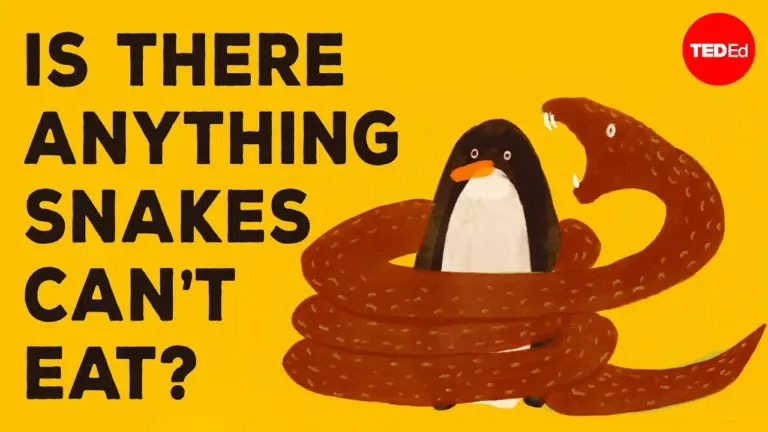 How Snakes Swallow Prey Much Larger Than Themselves