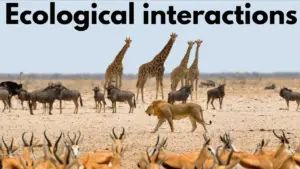 Understand How Animals Live Together: Ecological Interactions