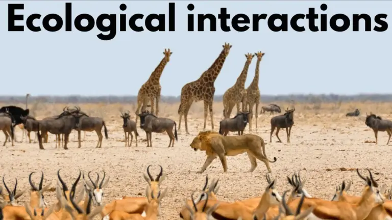Understand How Animals Live Together: Ecological Interactions