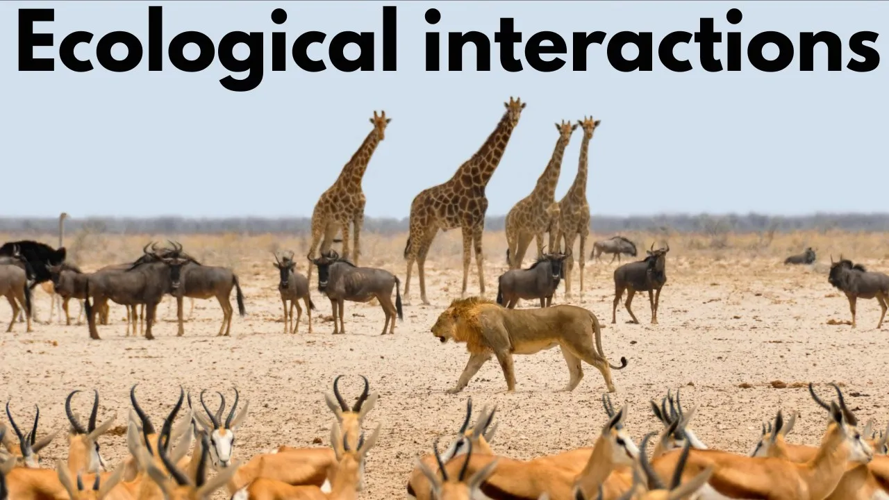 Understand How Animals Live Together: Ecological Interactions